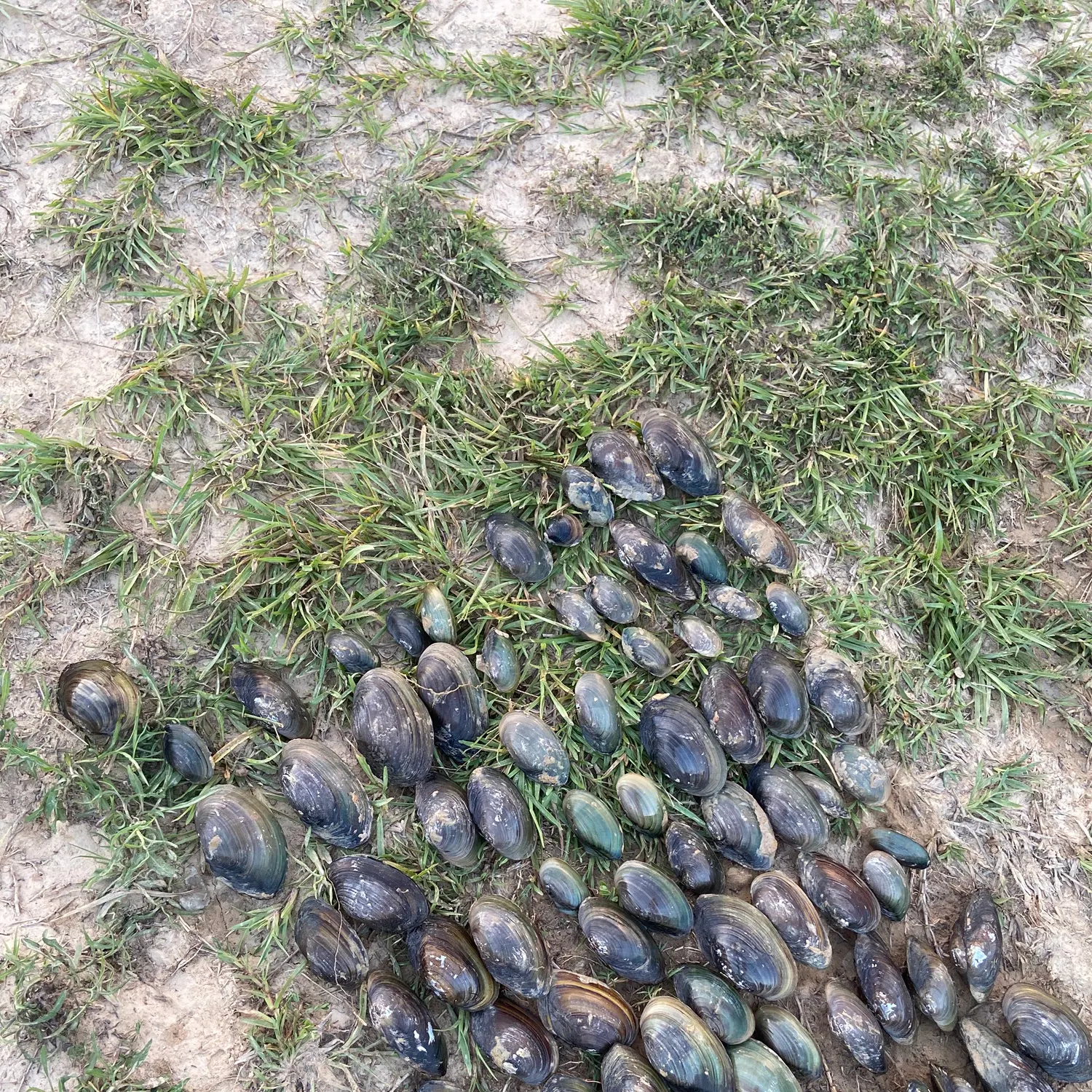 The most recent Yellow sandshell mussel catches on Fishbrain