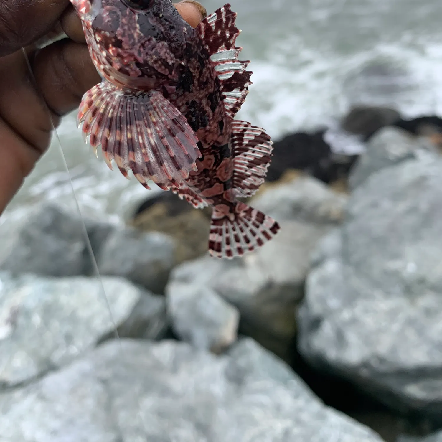 The most recent Cabezon catches on Fishbrain