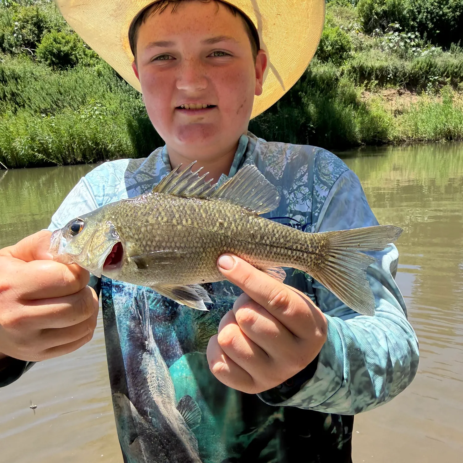 The most recent Australian bass catches on Fishbrain