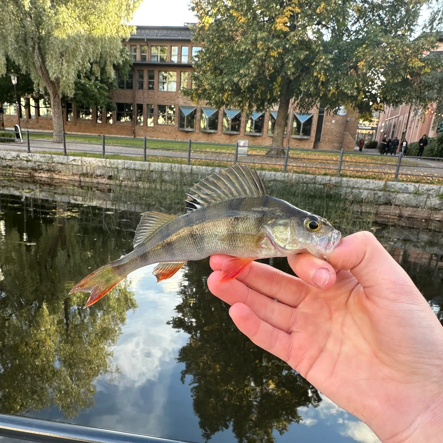 European perch caught on Fishbrain