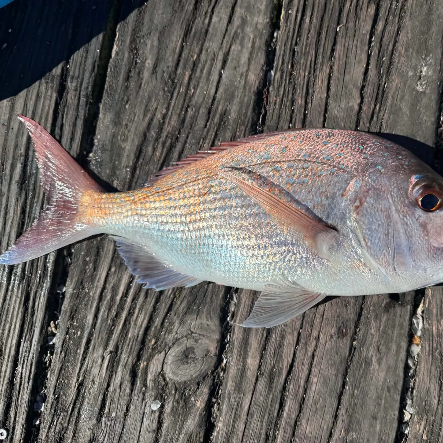 Australasian snapper caught on Fishbrain