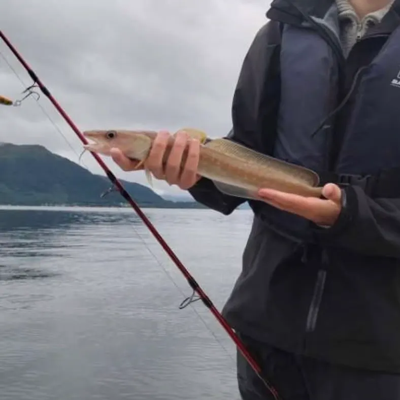 The most recent Common ling catches on Fishbrain