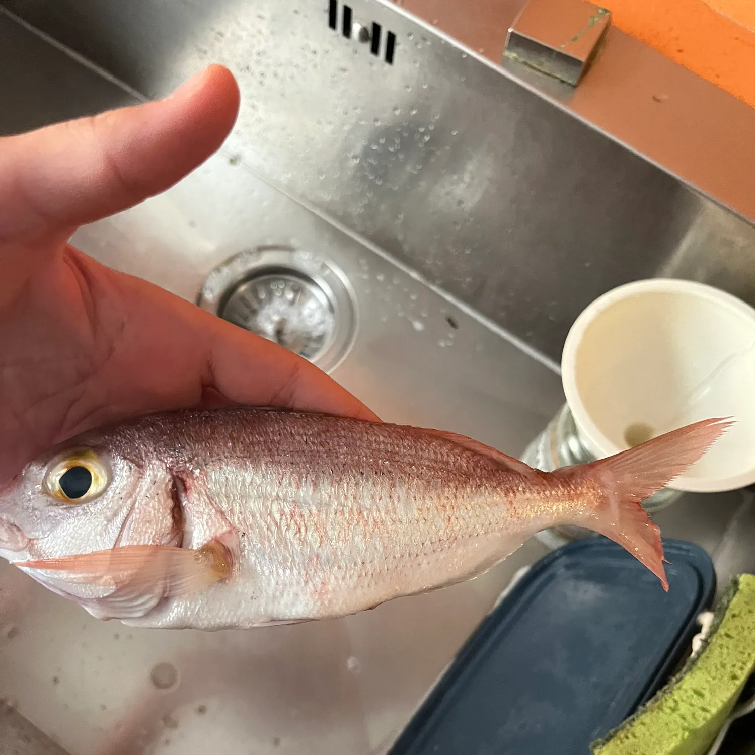 The most recent Large-eye dentex catches on Fishbrain