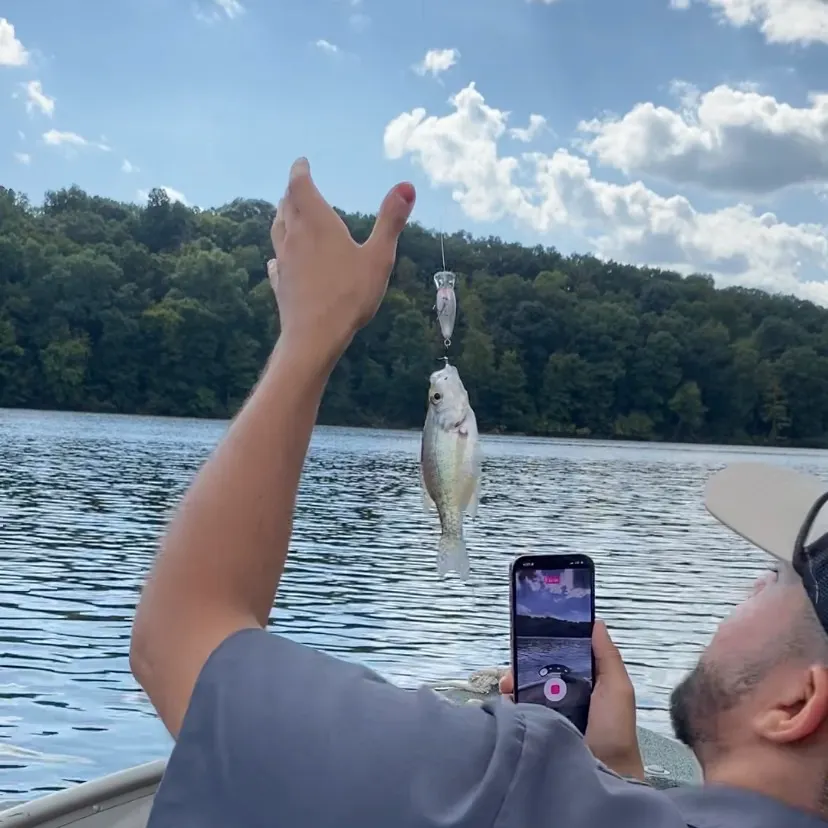 White crappie caught on Fishbrain