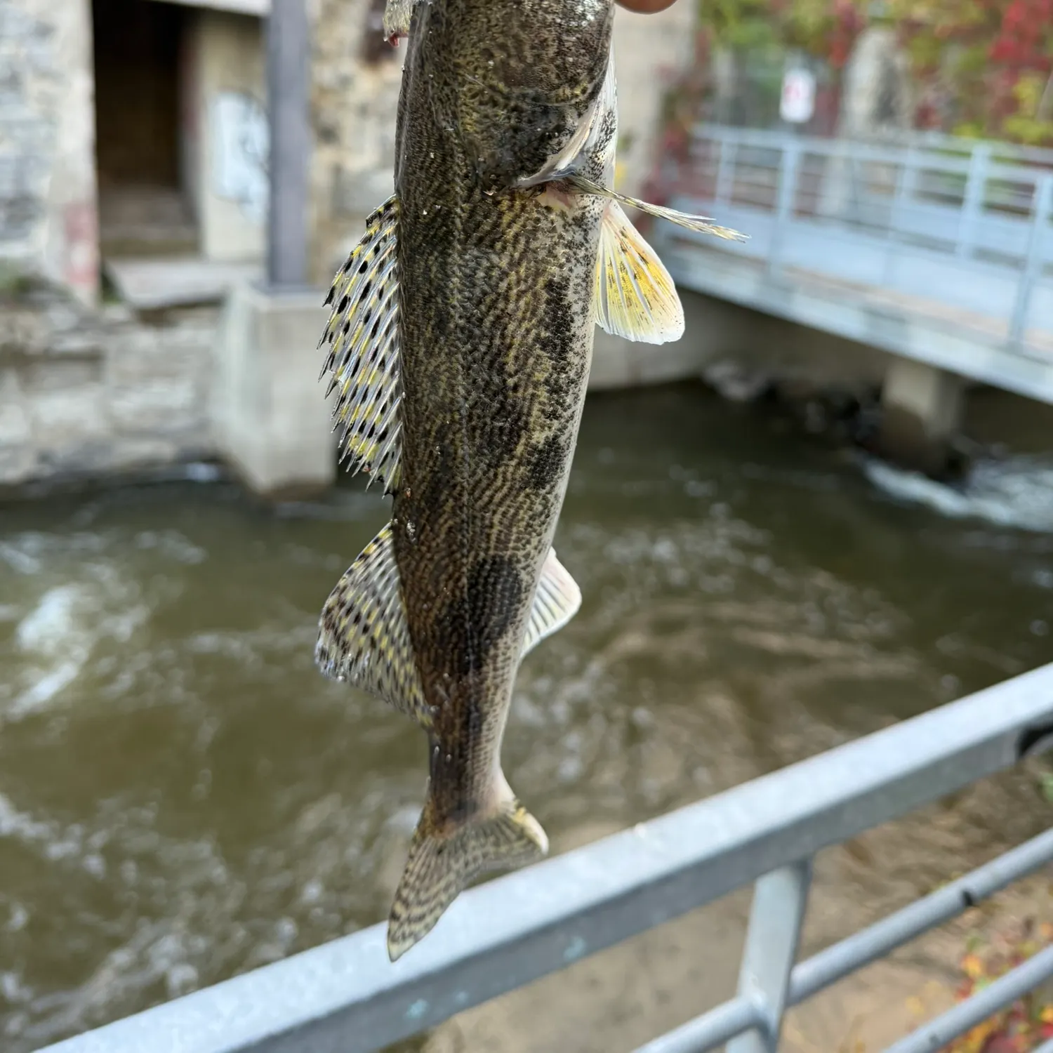 Sauger caught on Fishbrain