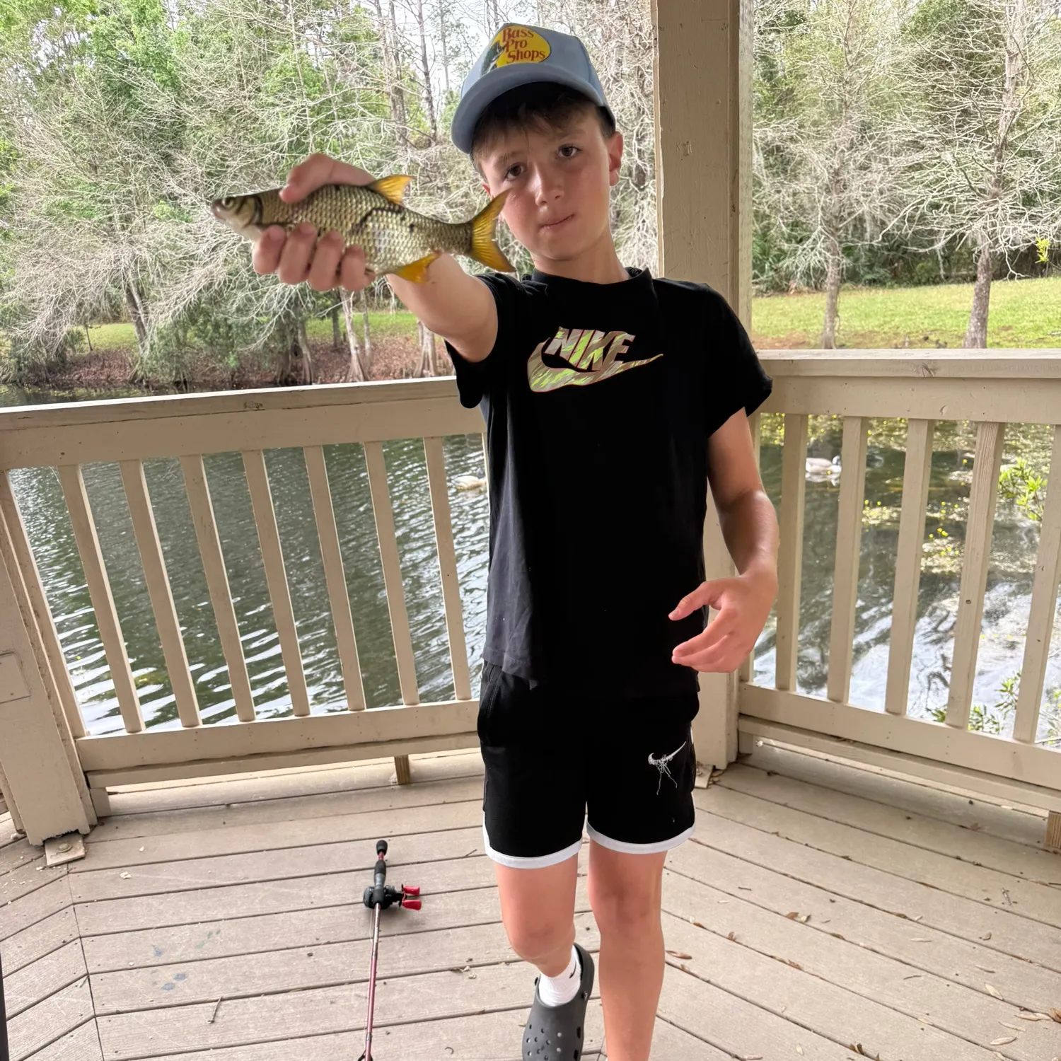 The most recent Golden shiner catches on Fishbrain