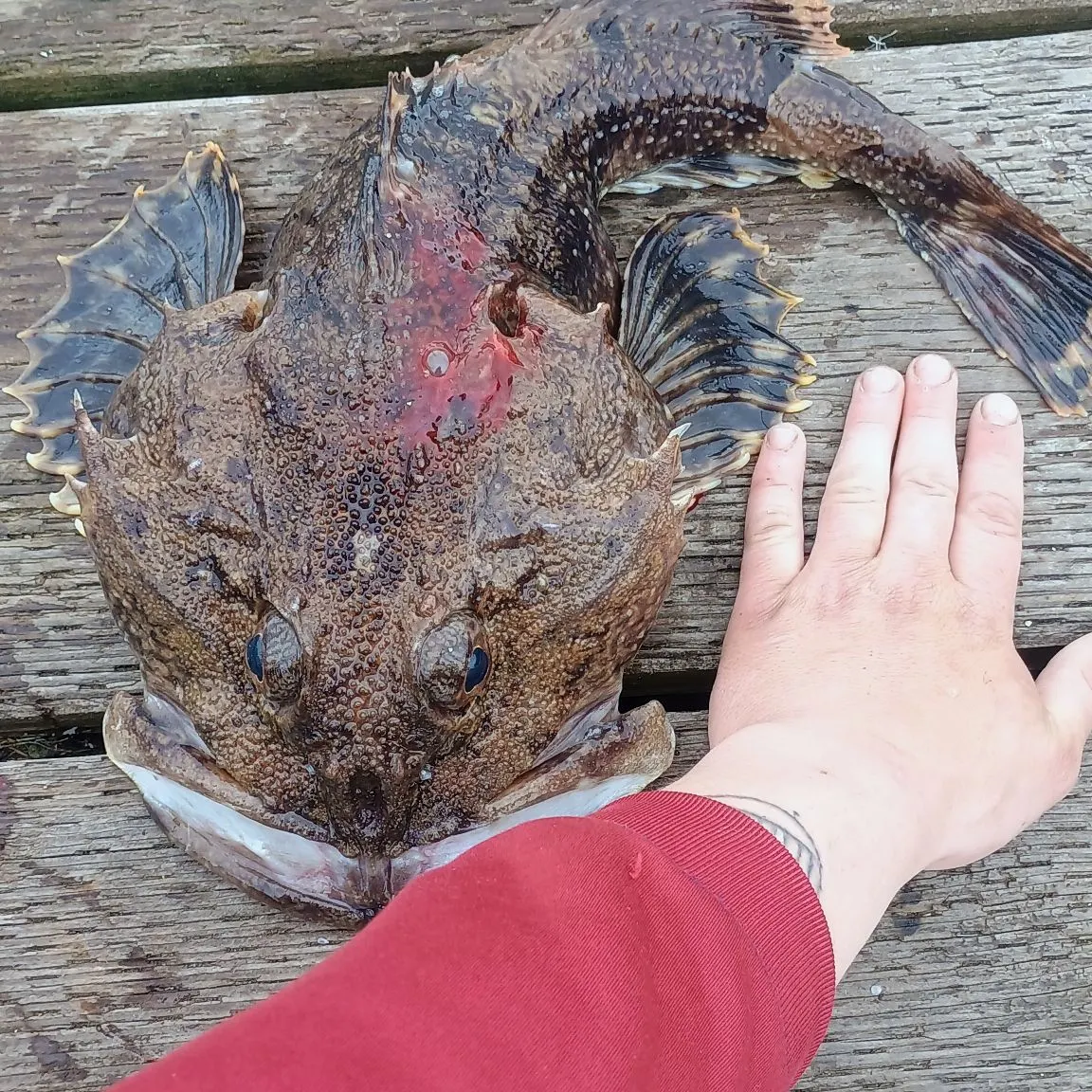 The most recent Spinyhead sculpin catches on Fishbrain