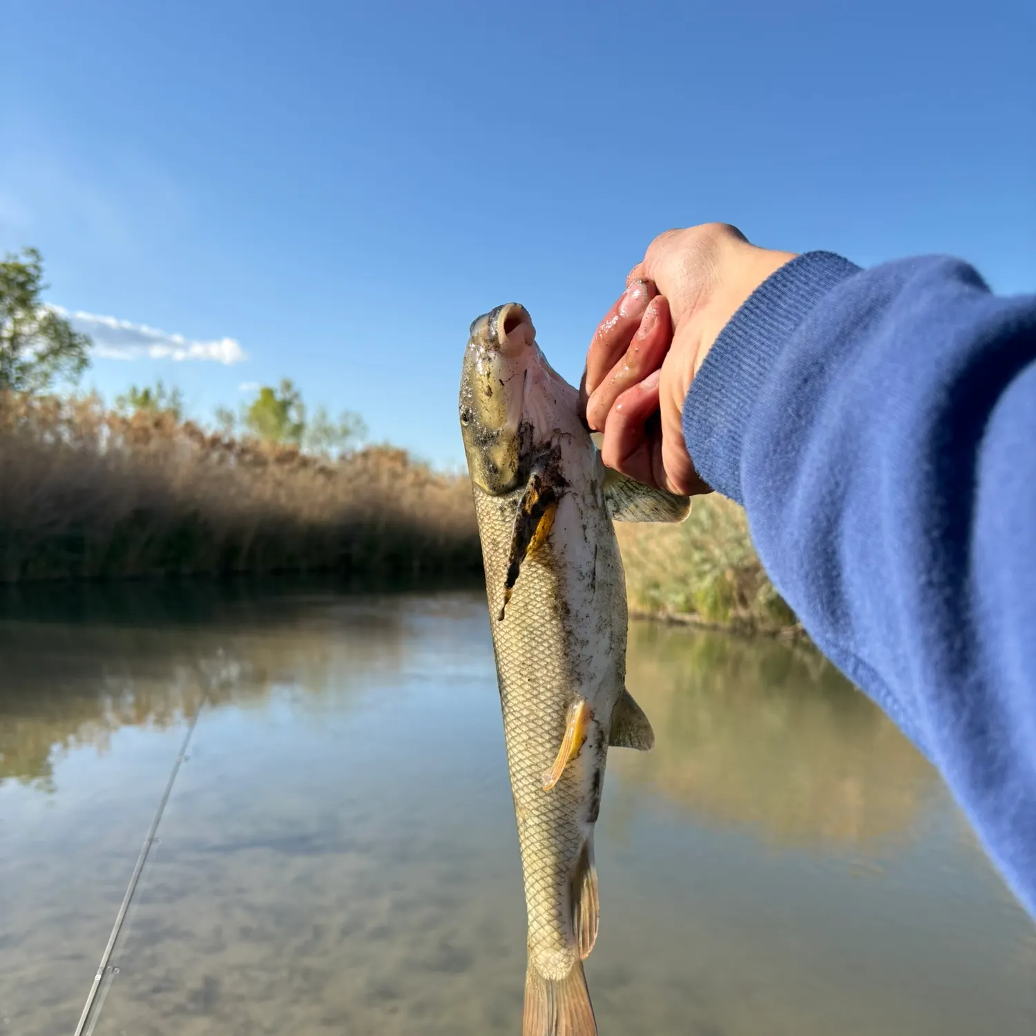 The most recent Sacramento sucker catches on Fishbrain