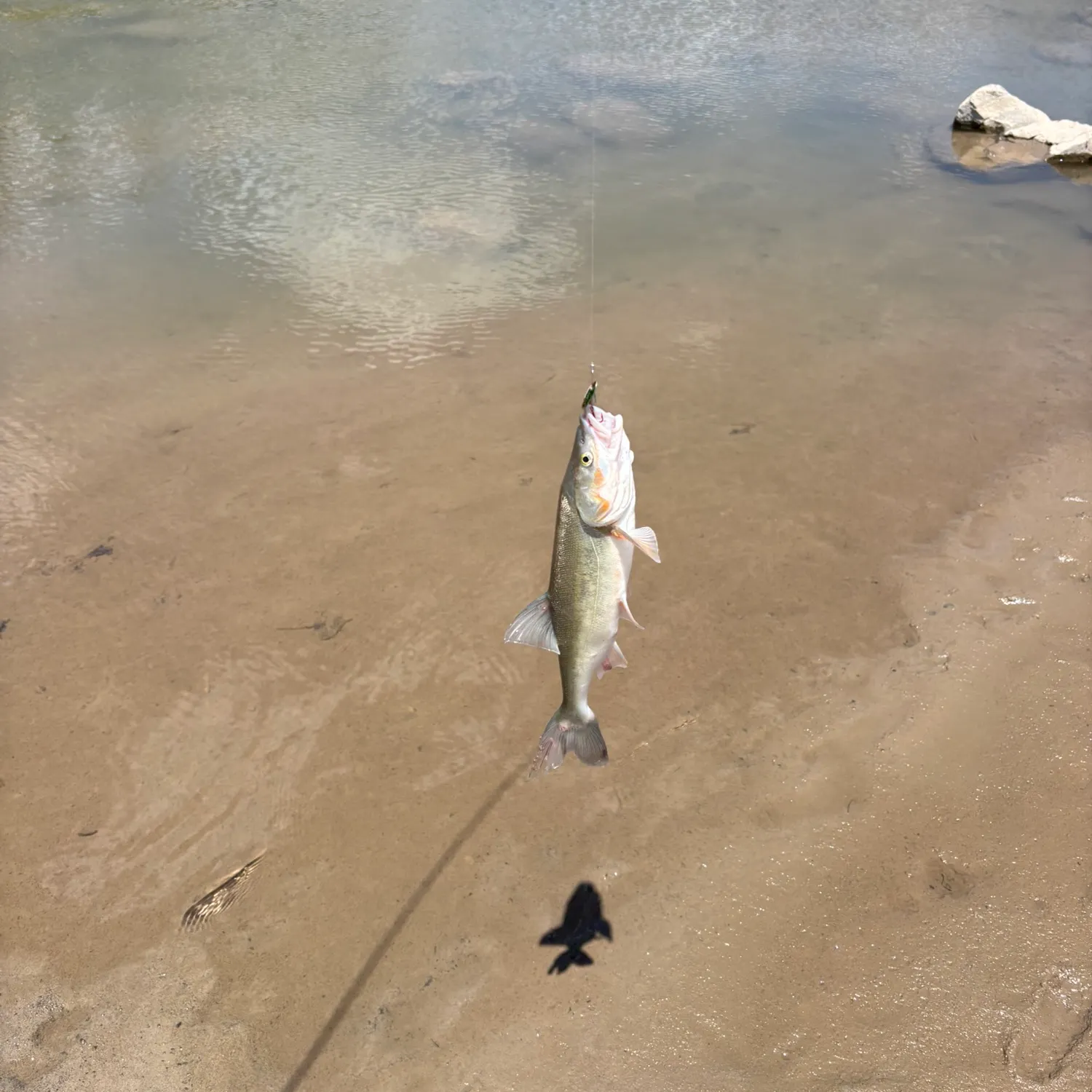 The most recent Bonytail chub catches on Fishbrain