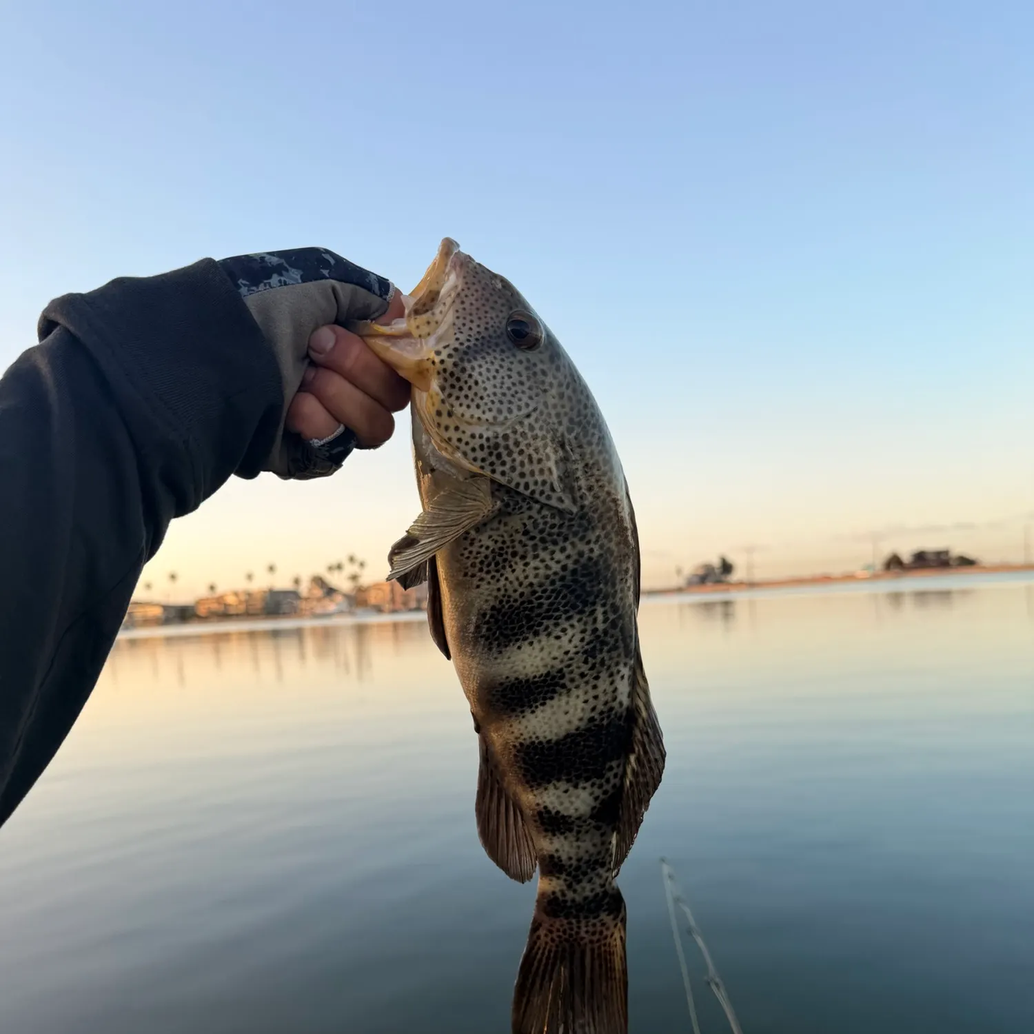 Spotted sand bass caught on Fishbrain