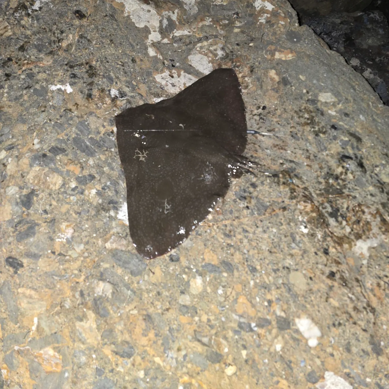 The most recent Sharpnose stingray catches on Fishbrain