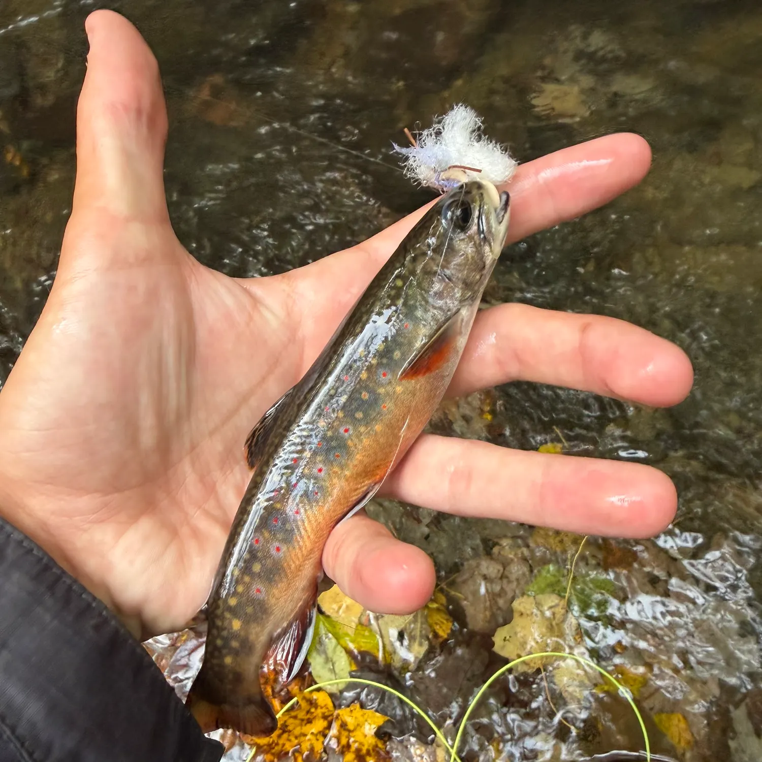 Brook trout caught on Fishbrain