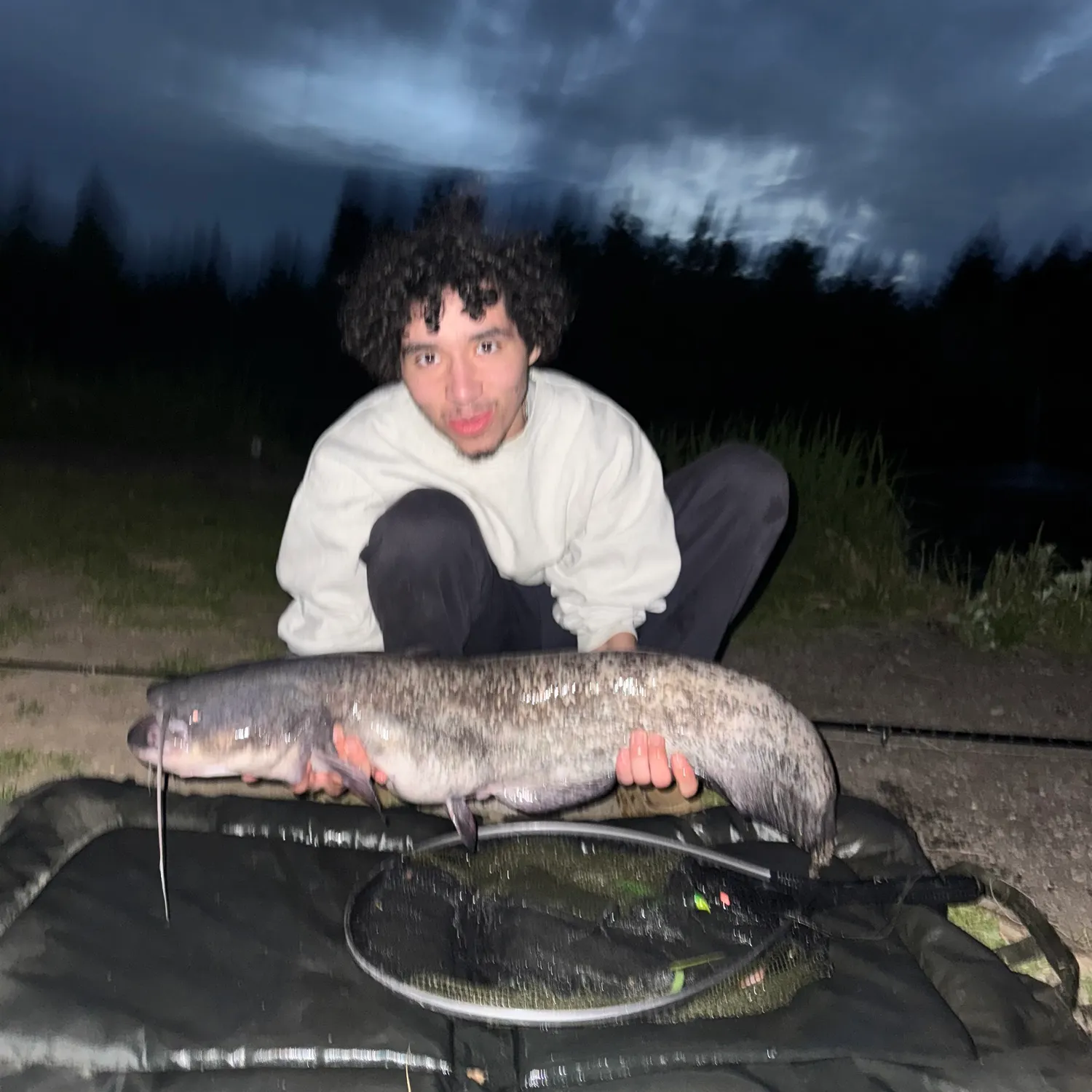 The most recent Wels catfish catches on Fishbrain
