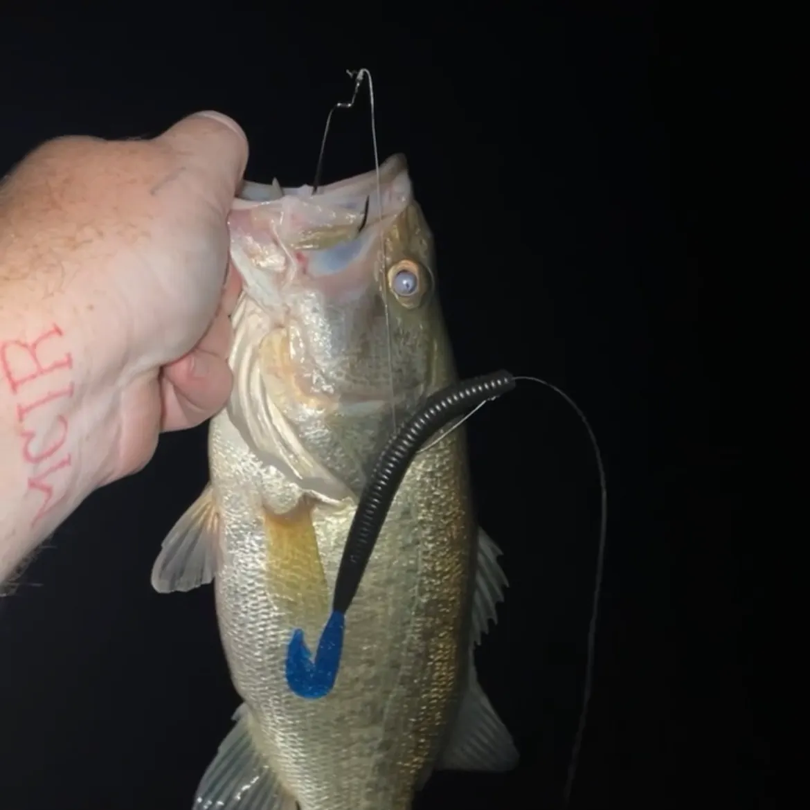 Largemouth bass caught on Fishbrain