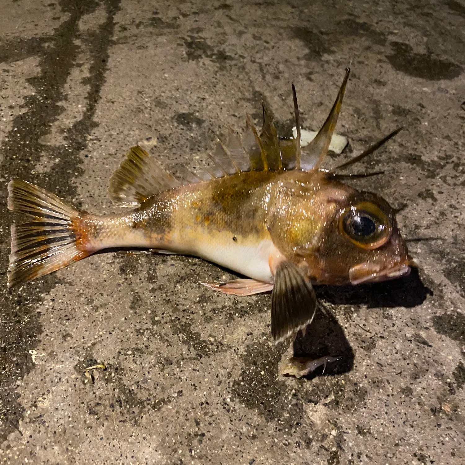 The most recent Common gurnard perch catches on Fishbrain