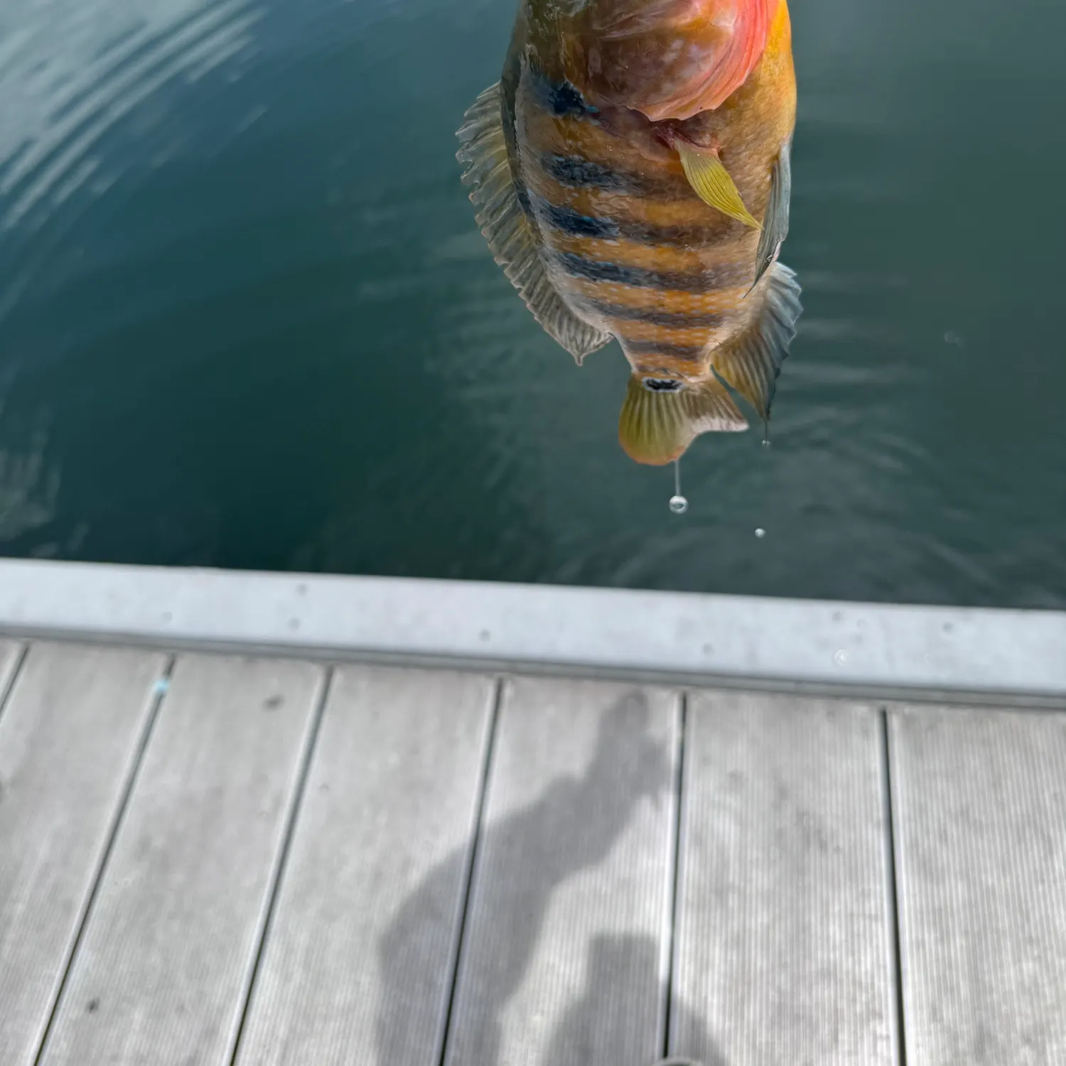 Fish caught on Fishbrain