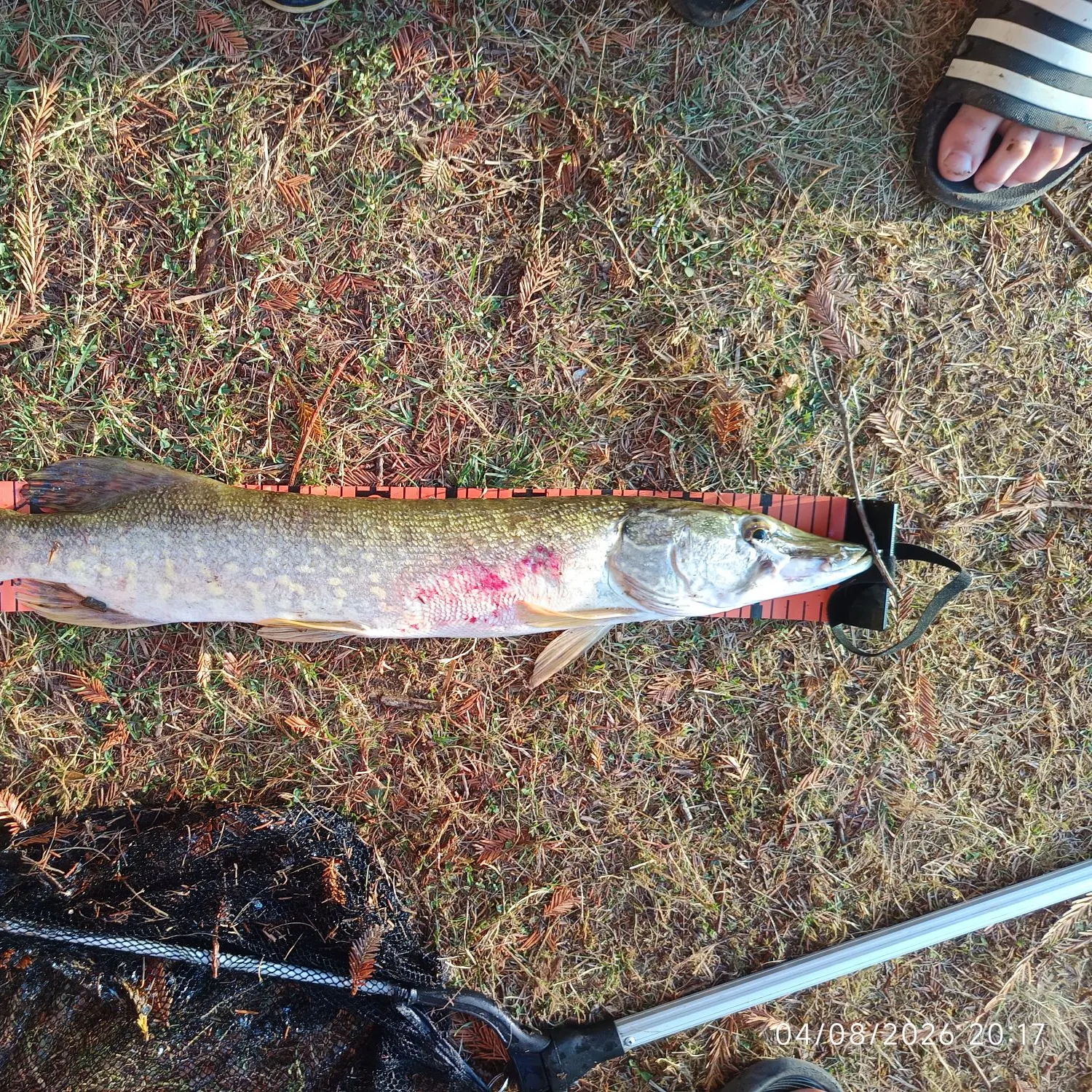 Northern pike caught on Fishbrain