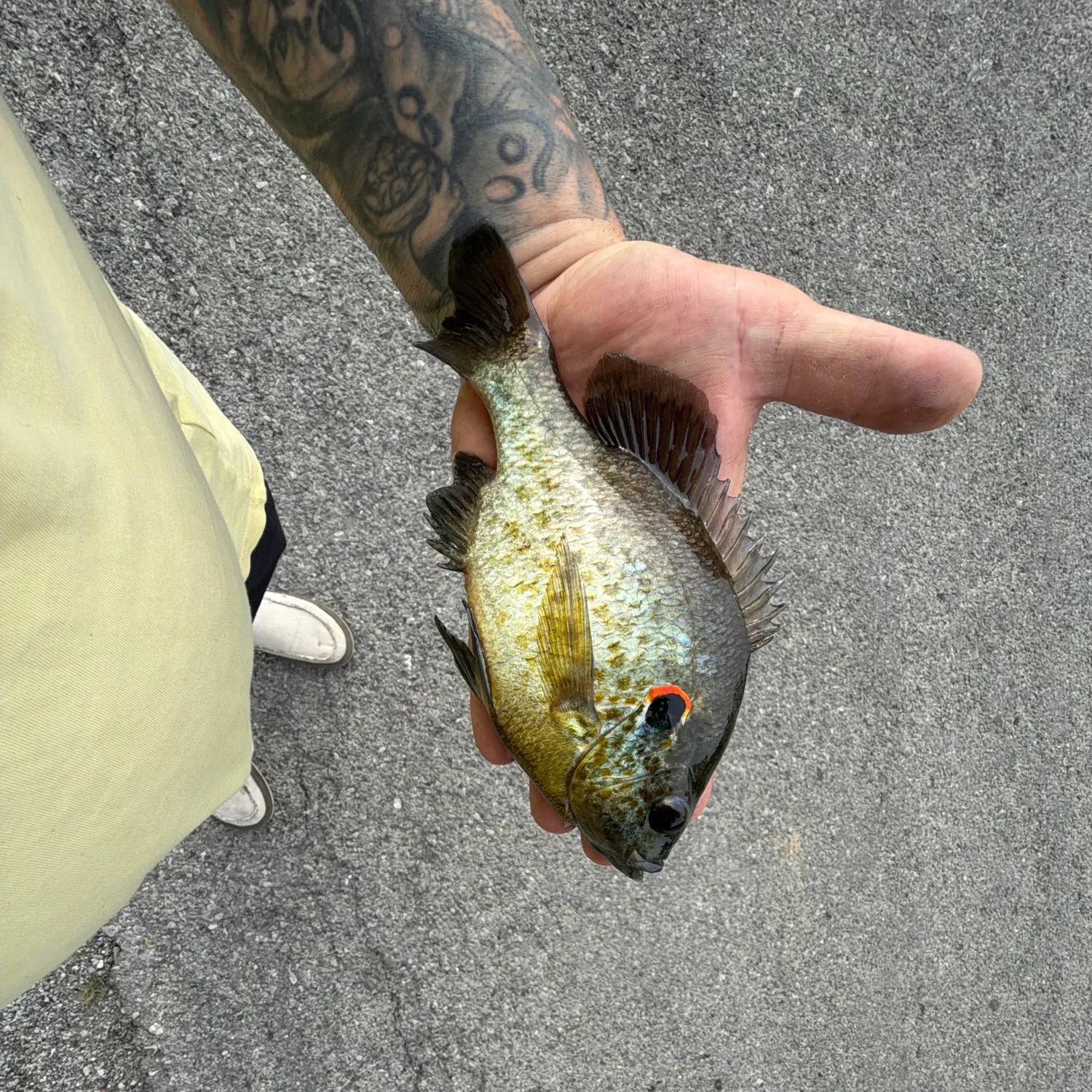 recently logged catches