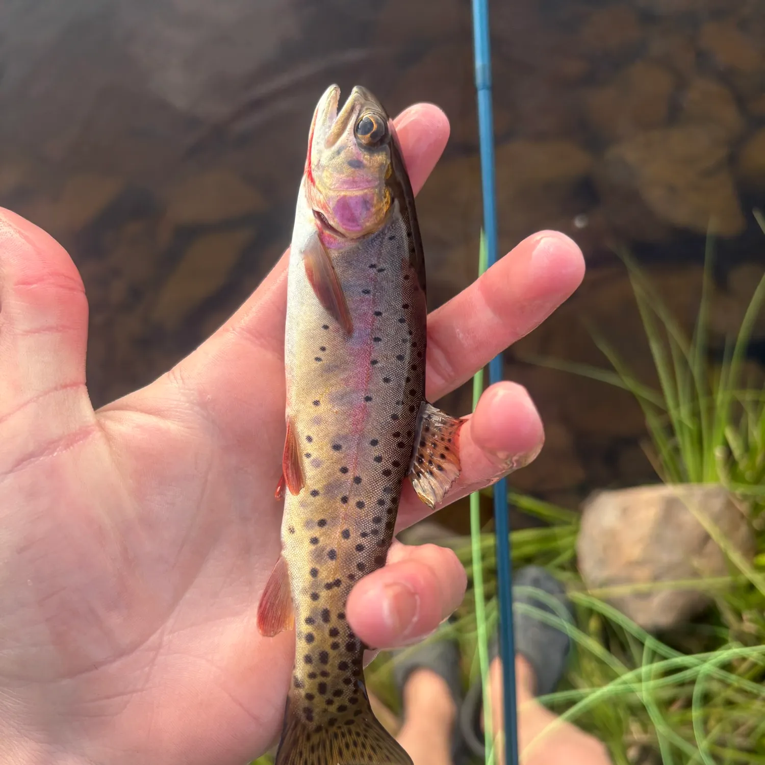 The most recent Colorado river cutthroat trout catches on Fishbrain