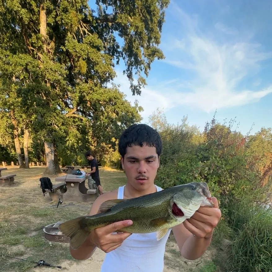 Largemouth bass caught on Fishbrain