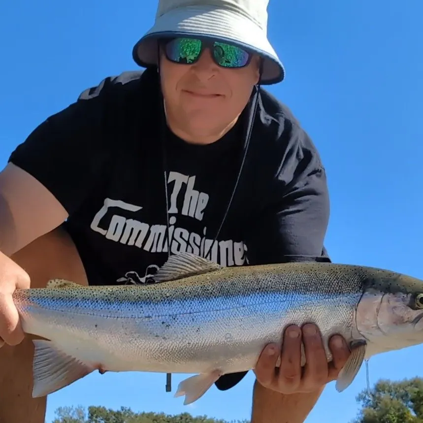 Steelhead caught on Fishbrain