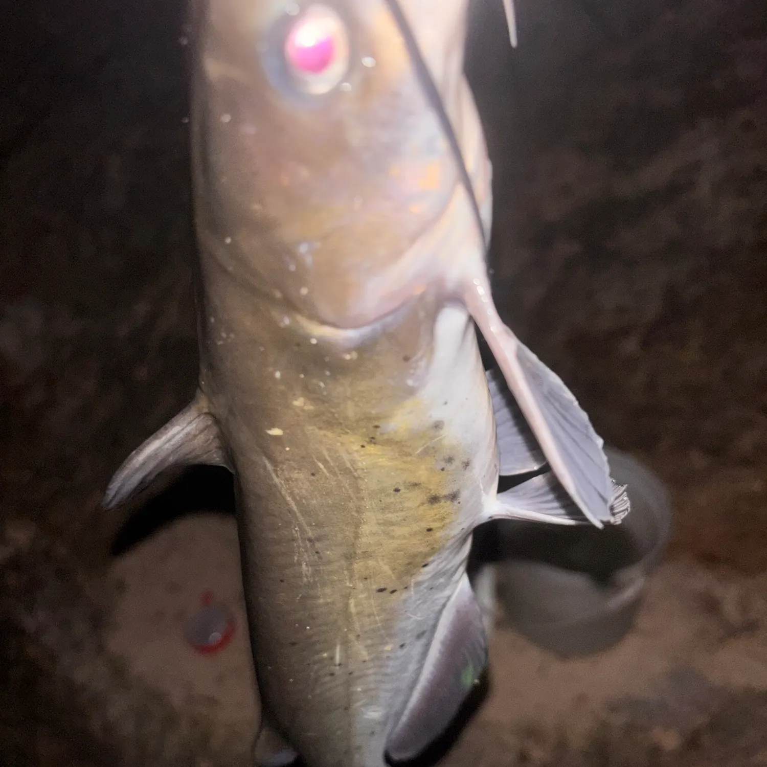 Channel catfish caught on Fishbrain