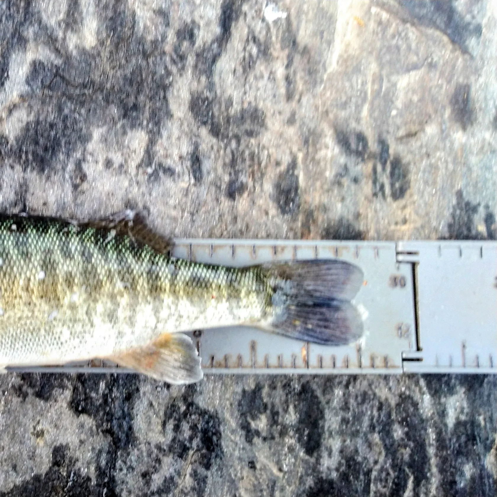 The most recent Shoal bass catches on Fishbrain