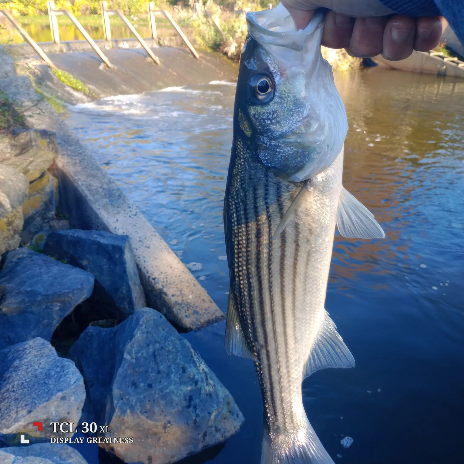 Striped bass caught on Fishbrain