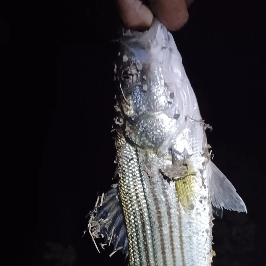 Striped bass caught on Fishbrain