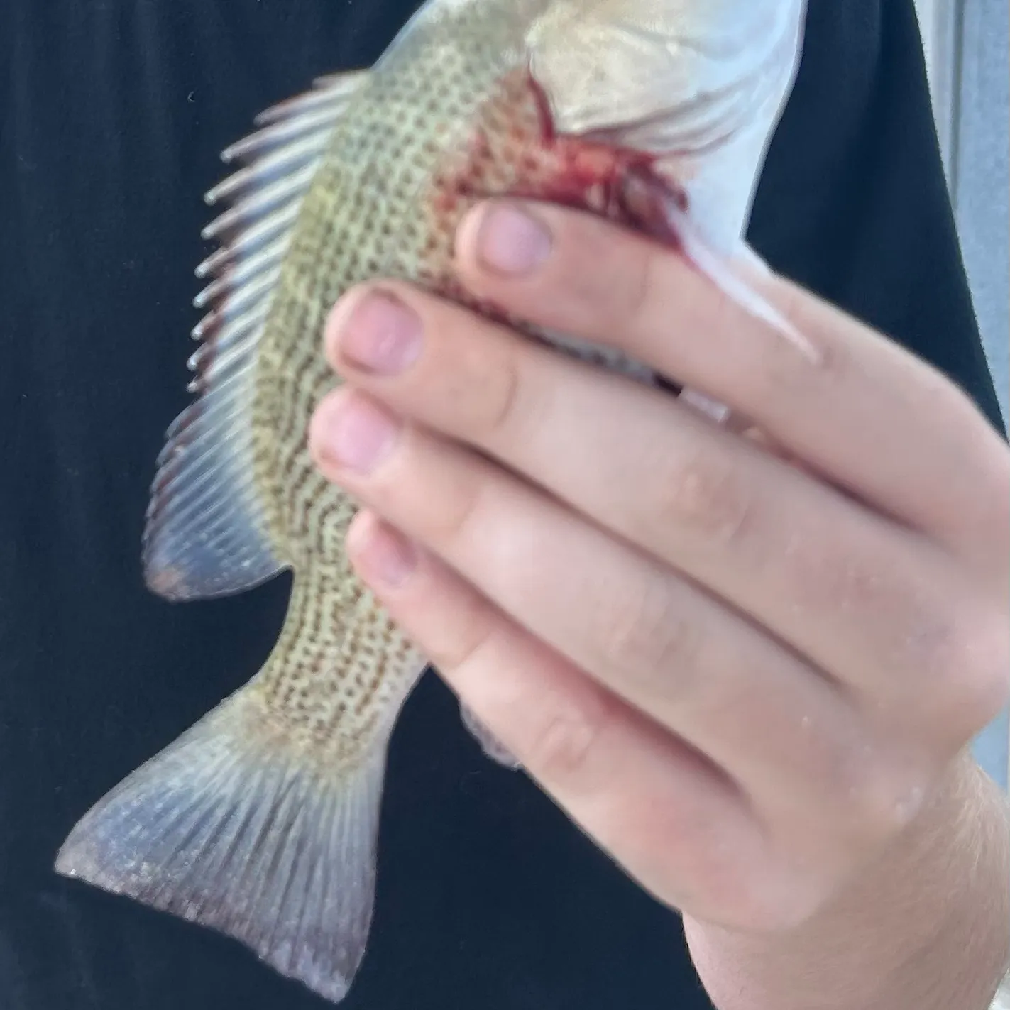Fish caught on Fishbrain