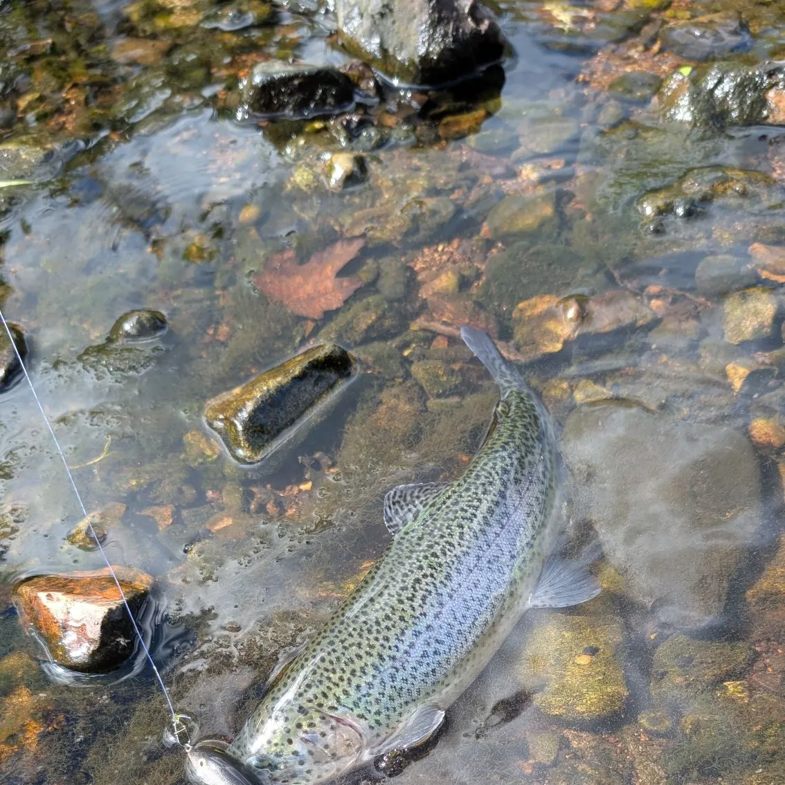 Brown trout caught on Fishbrain