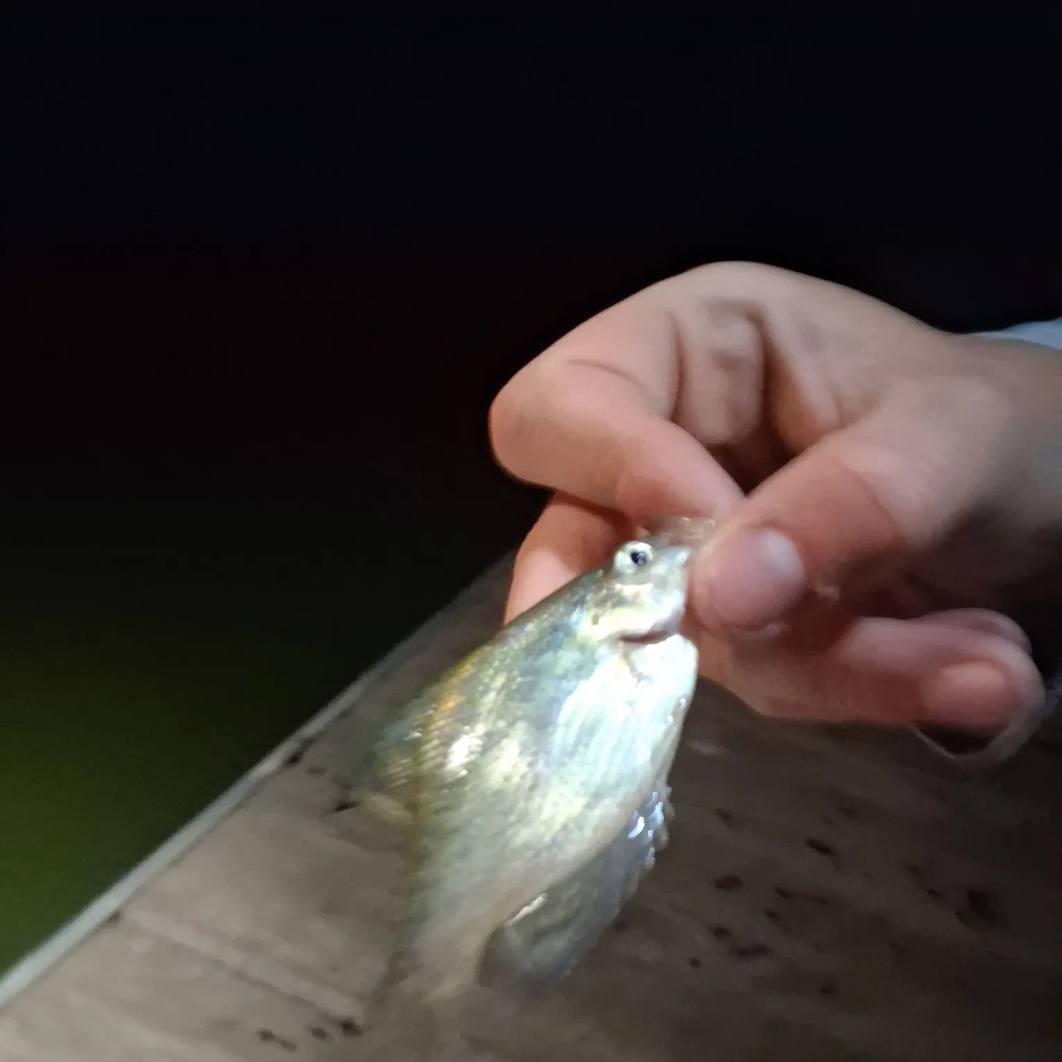 White crappie caught on Fishbrain