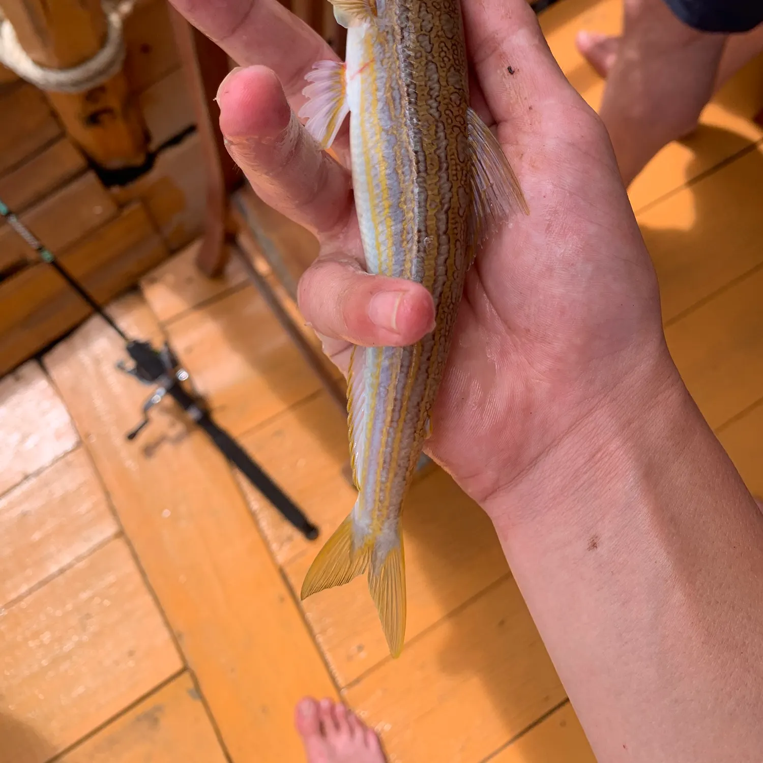 The most recent Snakefish catches on Fishbrain