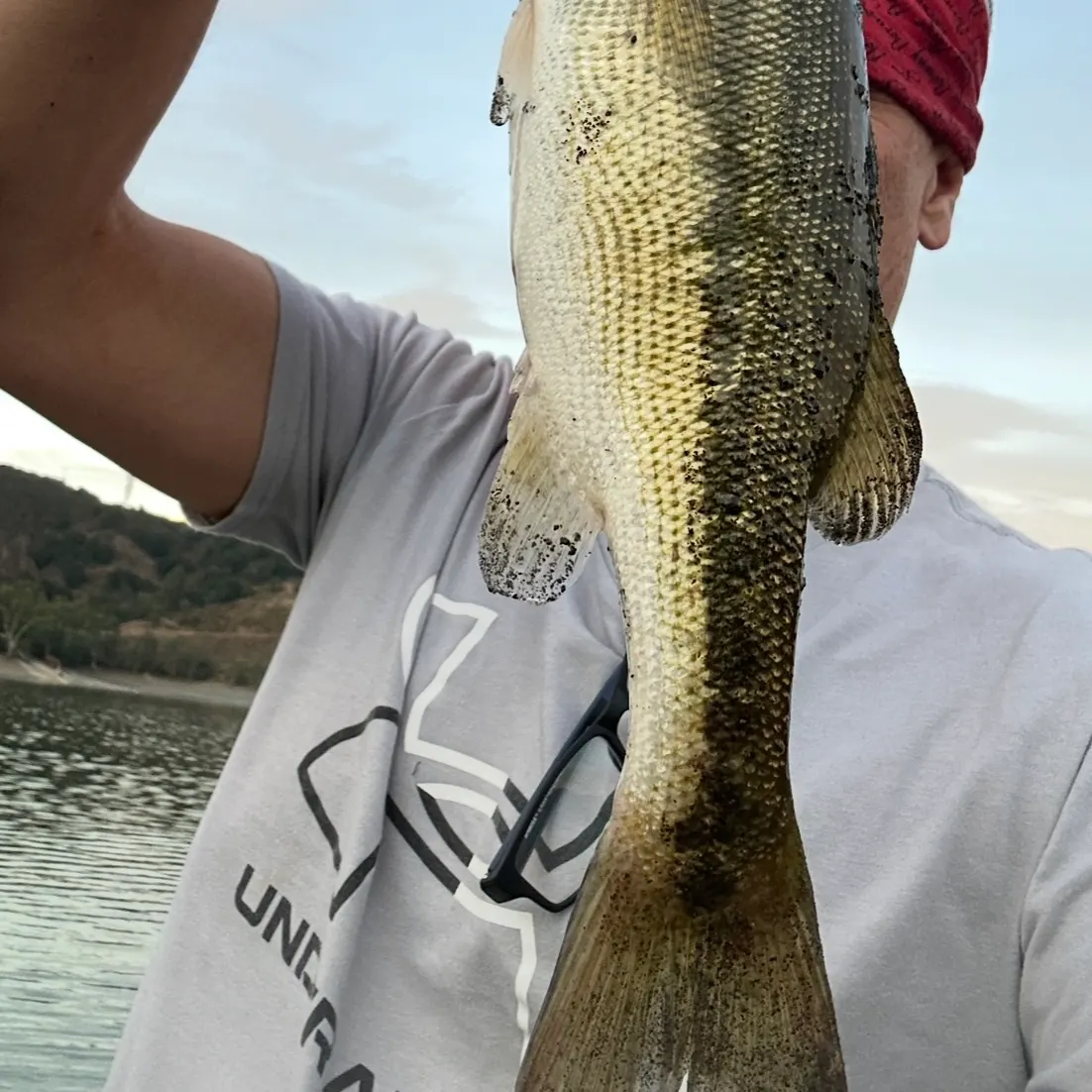 Spotted bass caught on Fishbrain