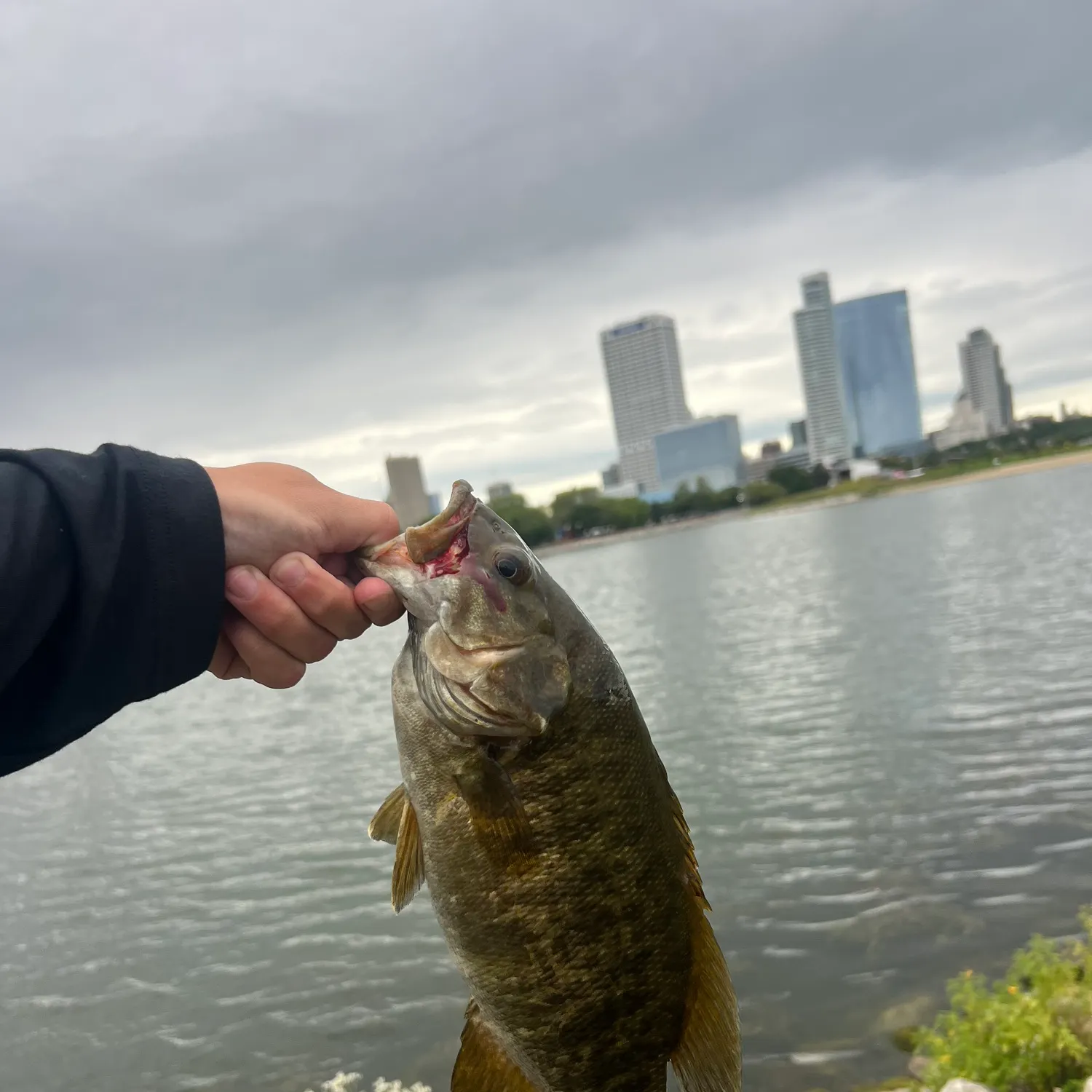 Smallmouth bass caught on Fishbrain