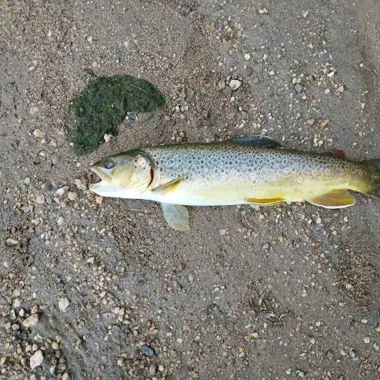 Brown trout caught on Fishbrain