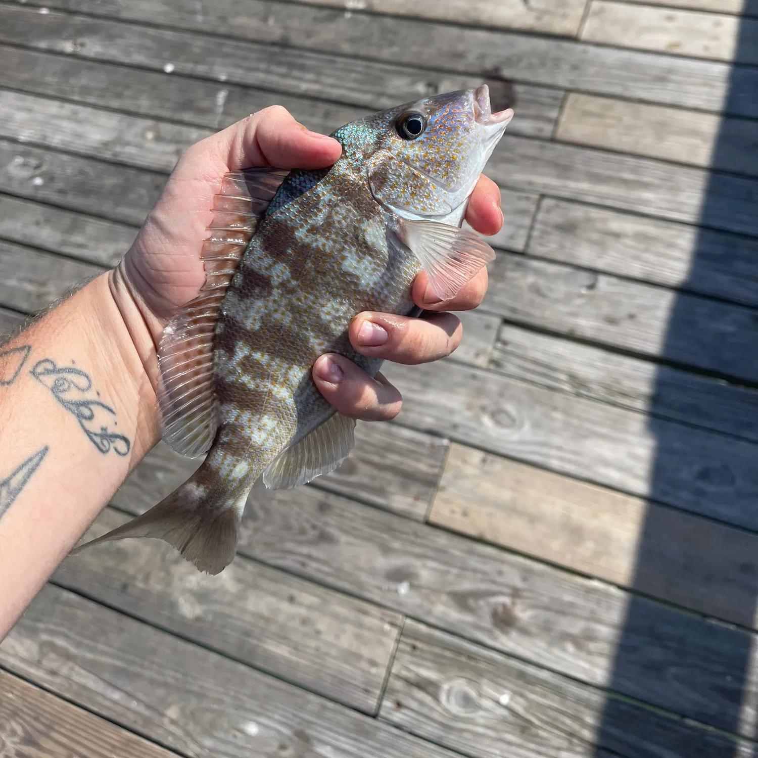 The most recent Pigfish catches on Fishbrain