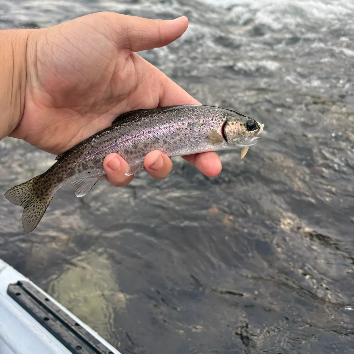 The most recent Rainbow trout catches on Fishbrain