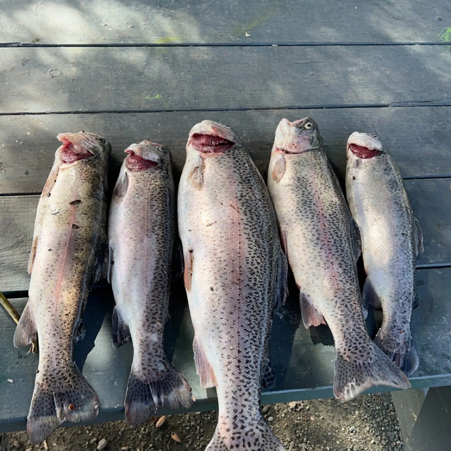 recently logged catches