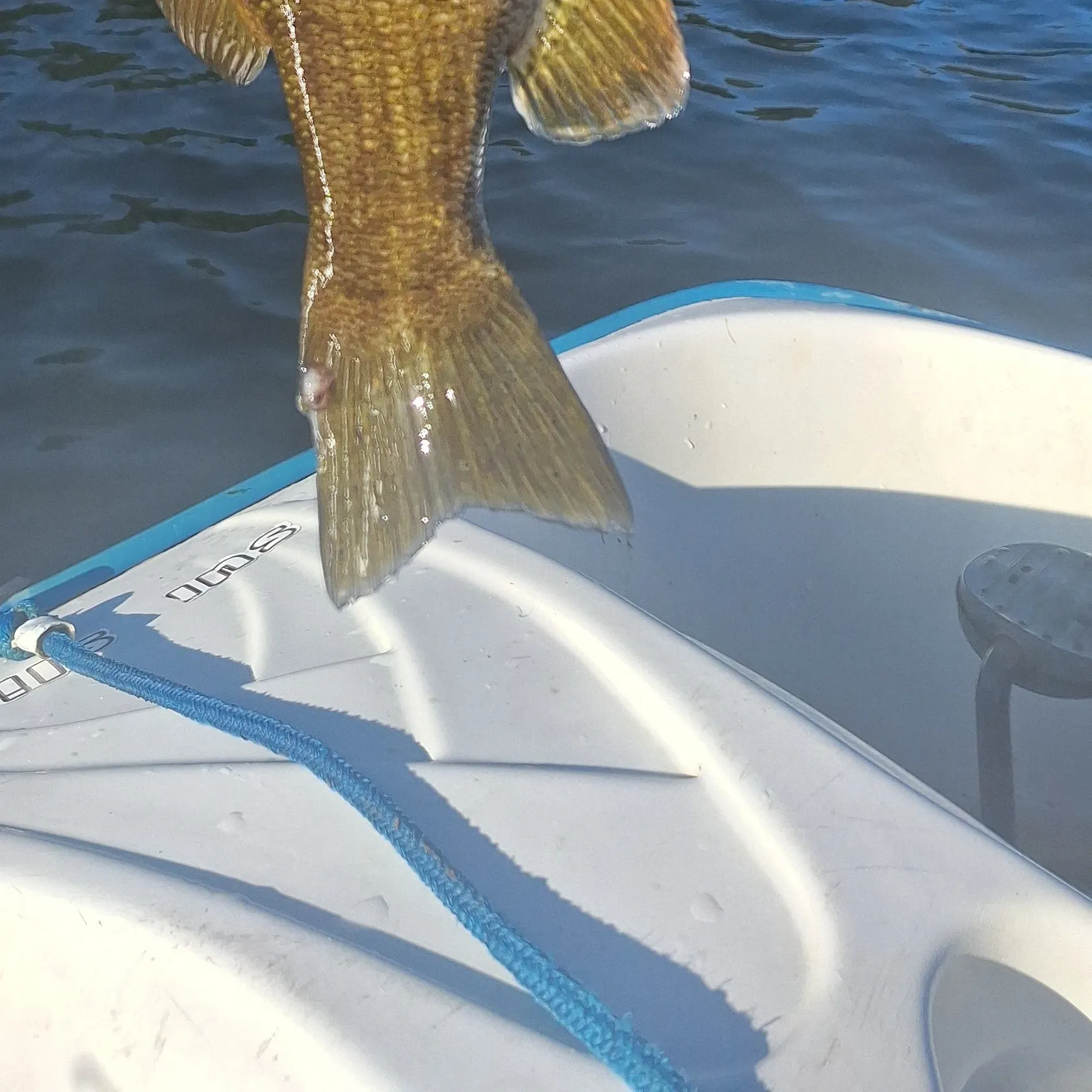 Smallmouth bass caught on Fishbrain