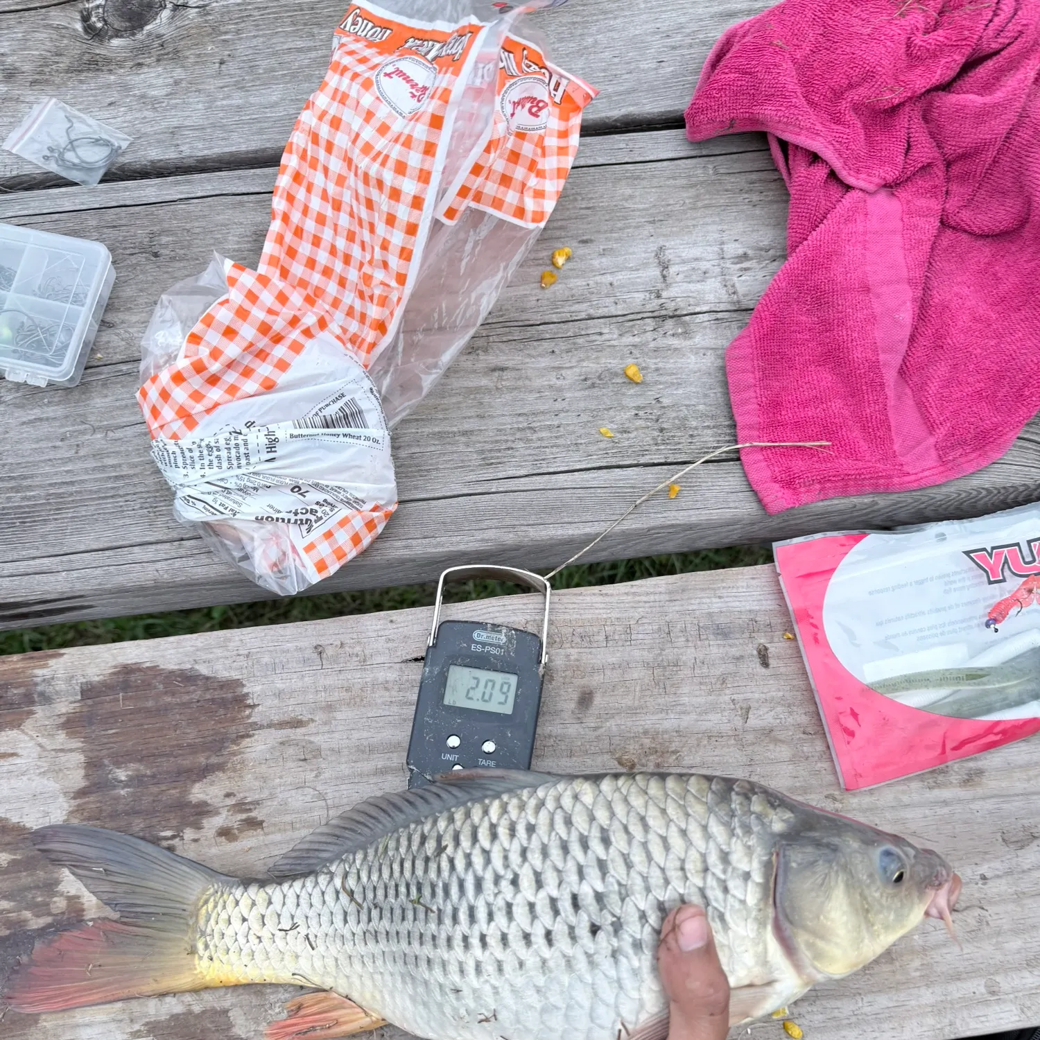 Common carp caught on Fishbrain