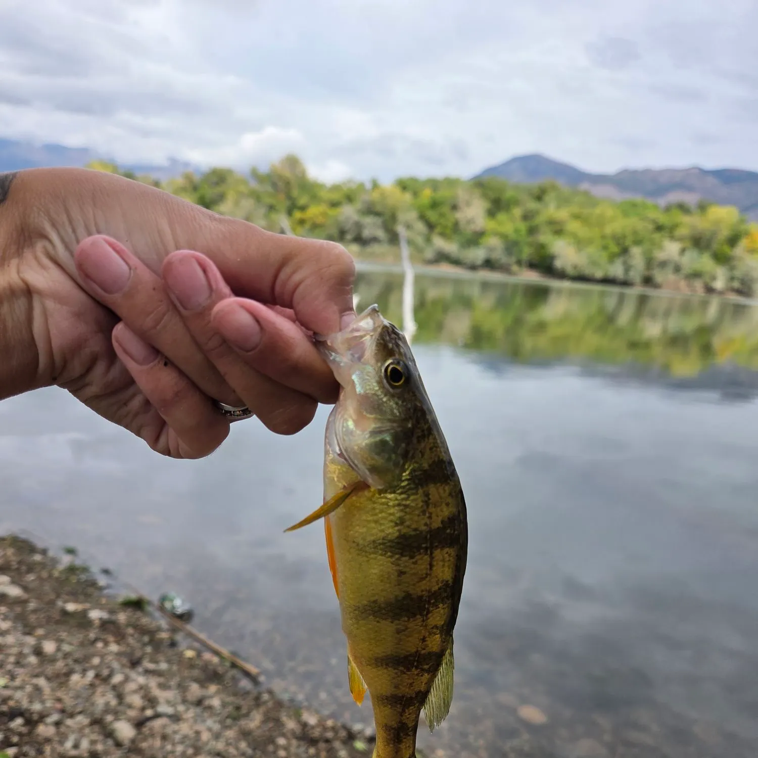 Yellow perch caught on Fishbrain