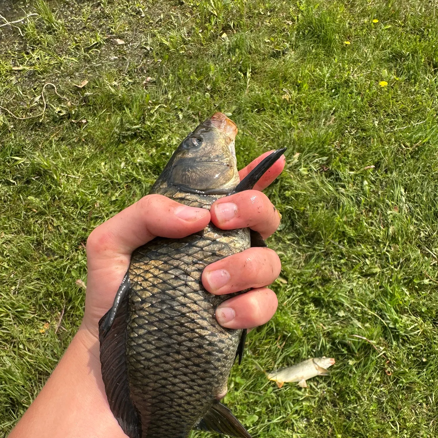The most recent Black carp catches on Fishbrain