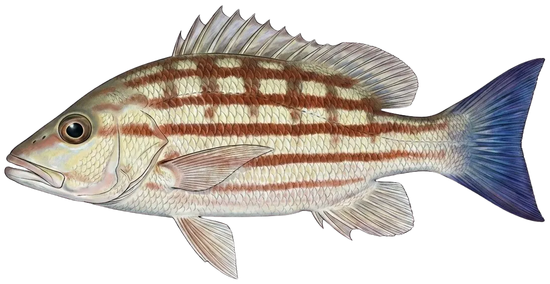 Checkered snapper