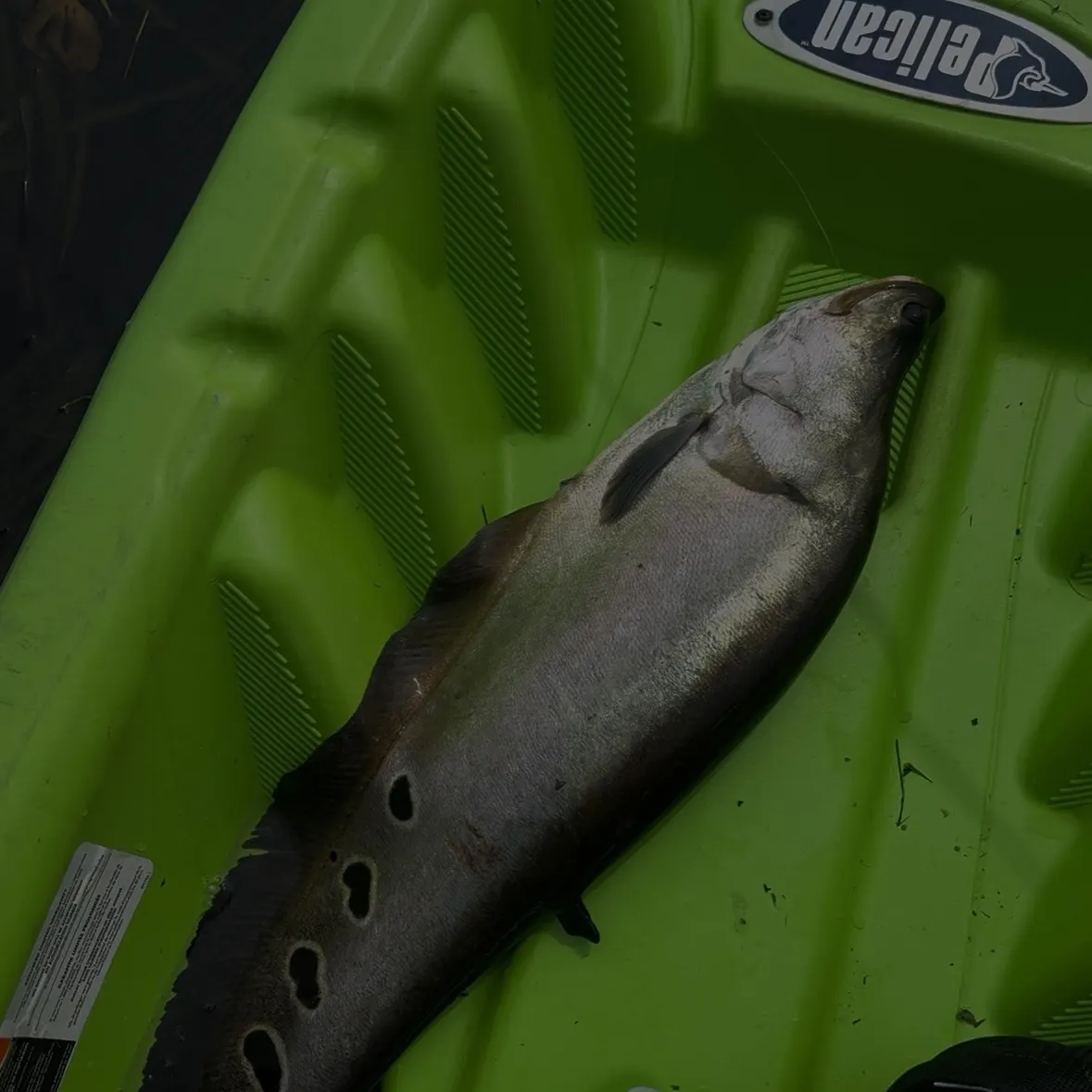 The most recent Clown knifefish catches on Fishbrain