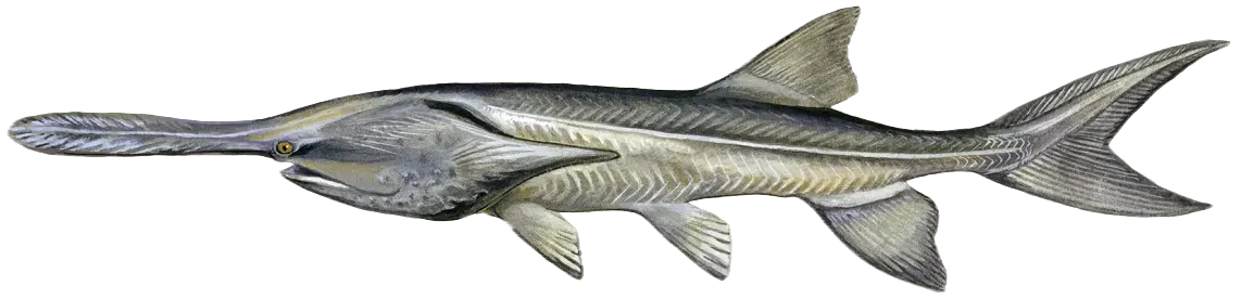 Paddlefish