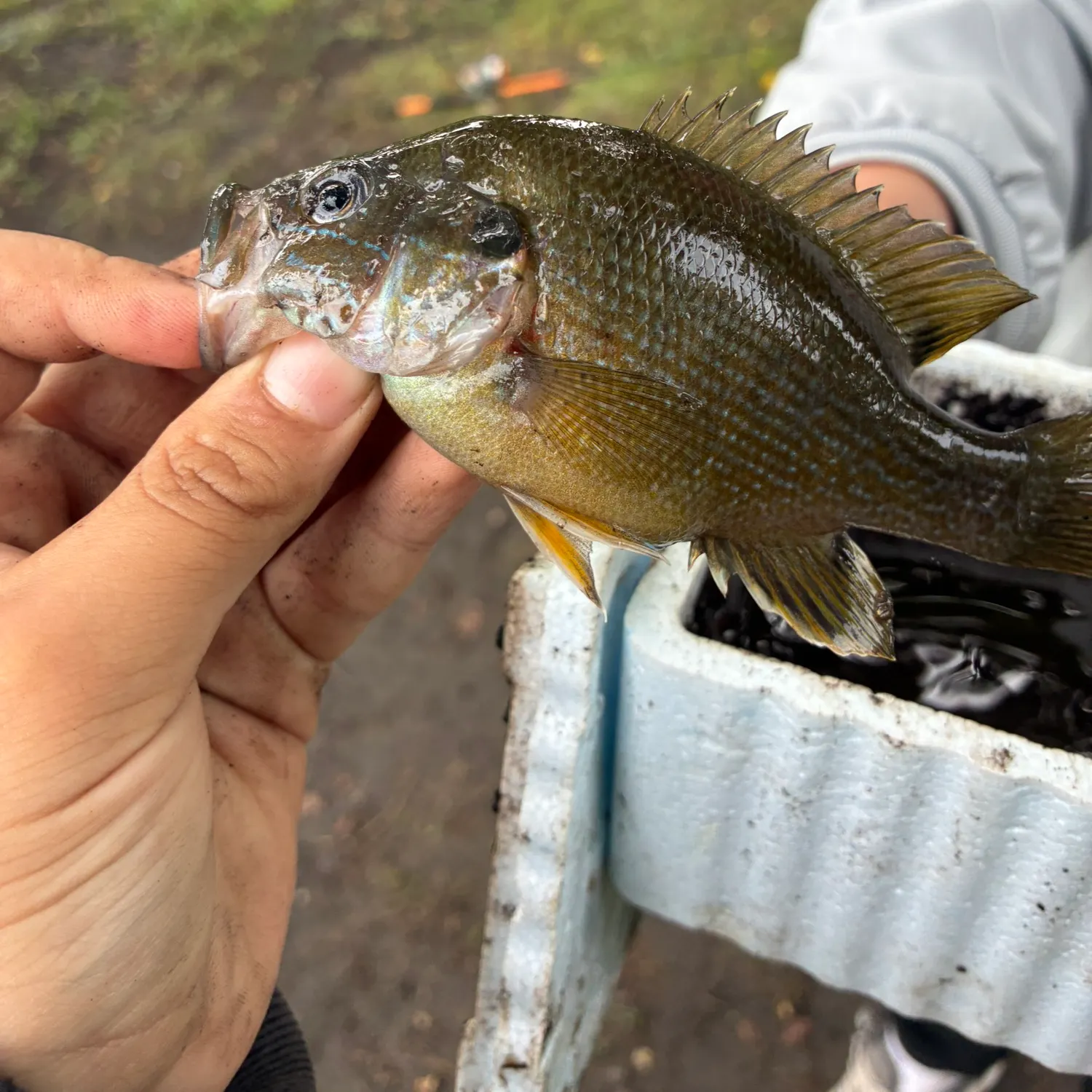Bluegill caught on Fishbrain