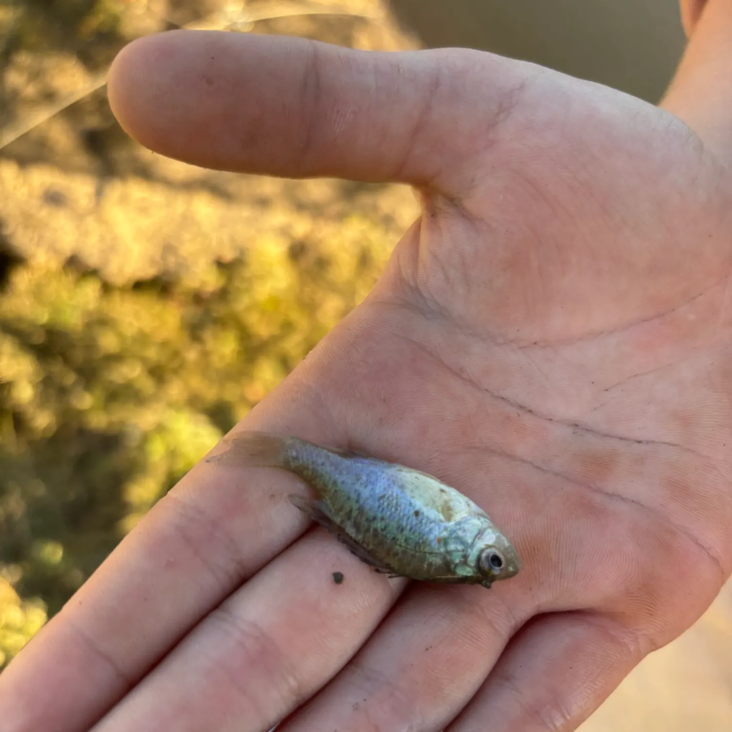 Bluegill caught on Fishbrain