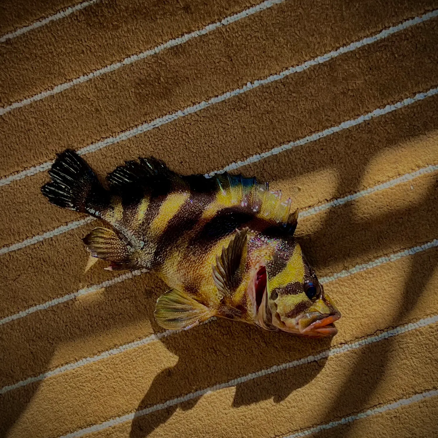 The most recent Treefish catches on Fishbrain