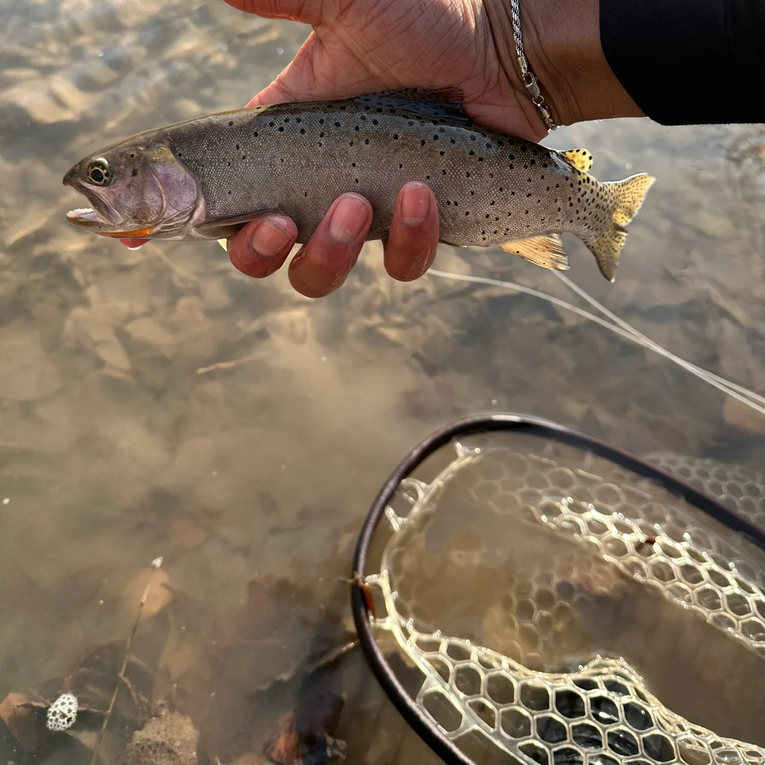 The most recent Bonneville cutthroat trout catches on Fishbrain